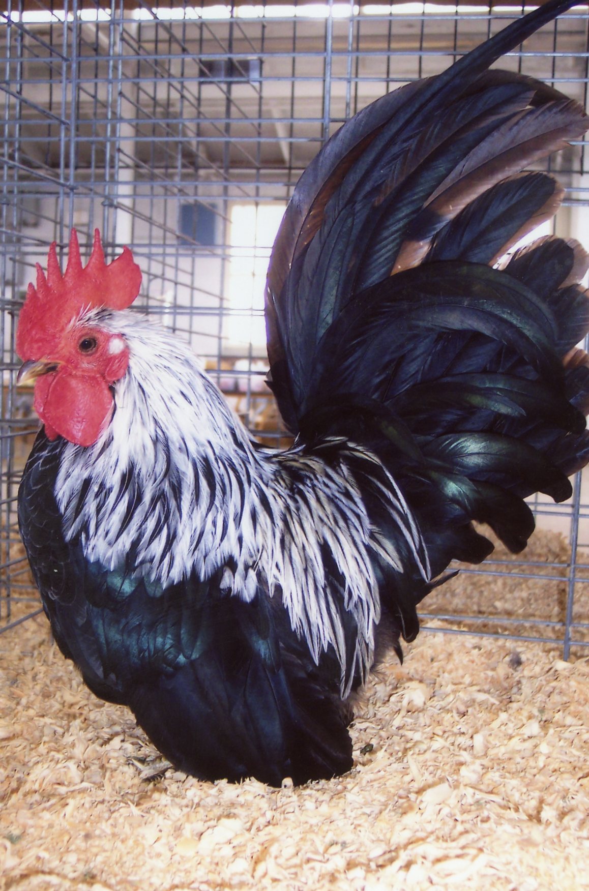 Gray Japanese Bantam Chickens for Sale | Cackle Hatchery