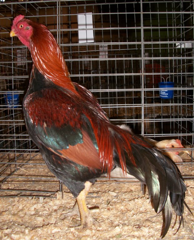 Black Breasted Red Aseel Asil Chickens Cackle Hatchery