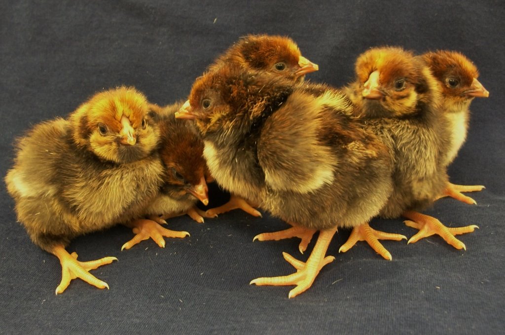 Black Laced Red Wyandotte Chicks For Sale Cackle Hatchery