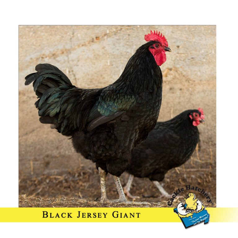 jersey giant chicken