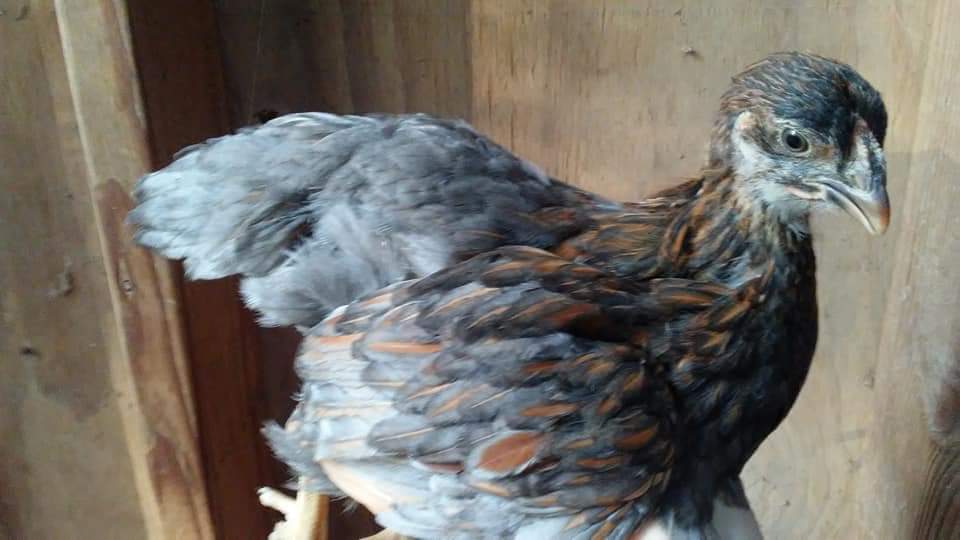 Blue Laced Red Wyandotte Chicken For Sale Cackle Hatchery