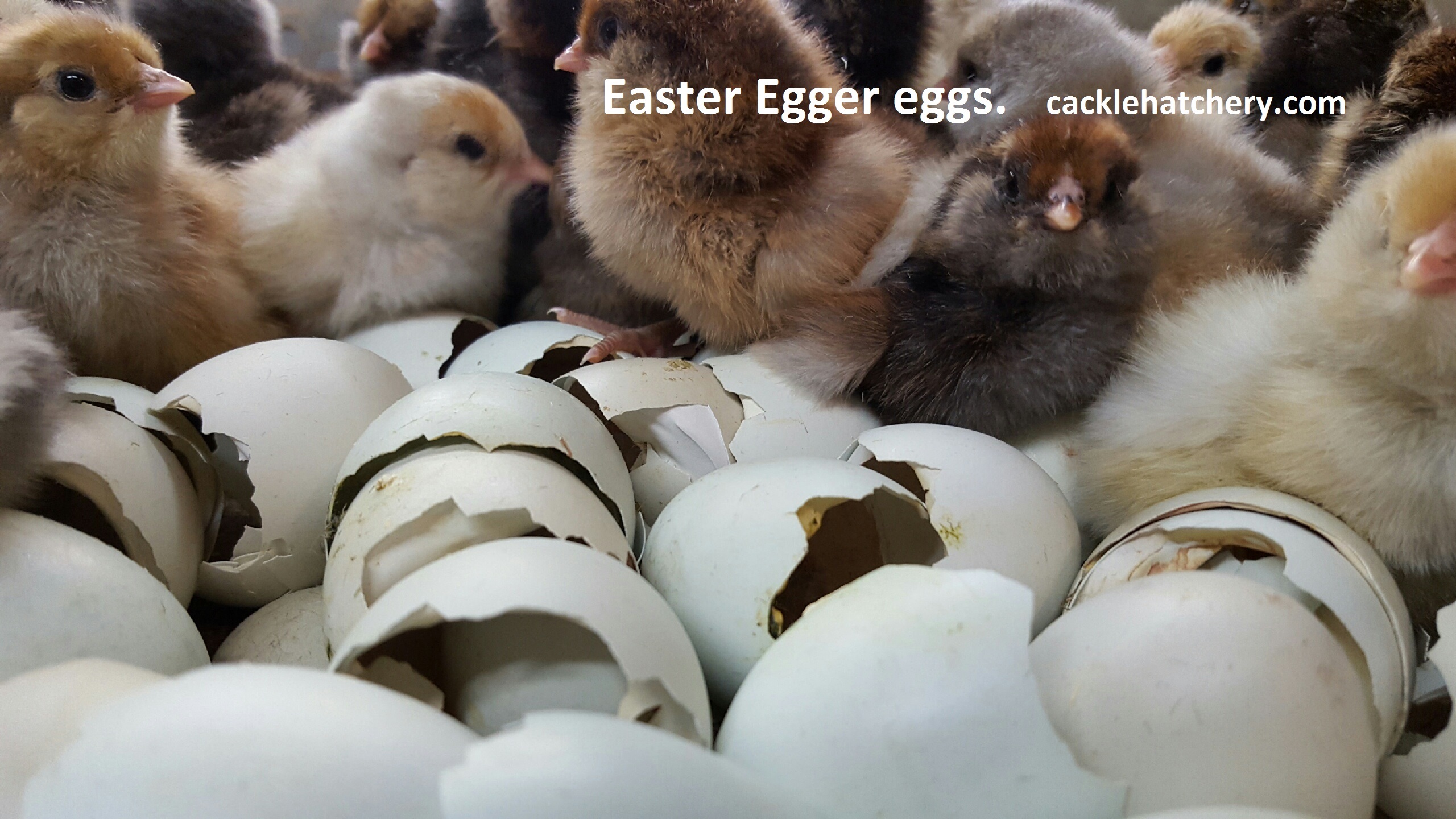 Easter Egger Fertile Hatching Eggs For Sale Fresh Fertile Eggs Cackle Hatchery
