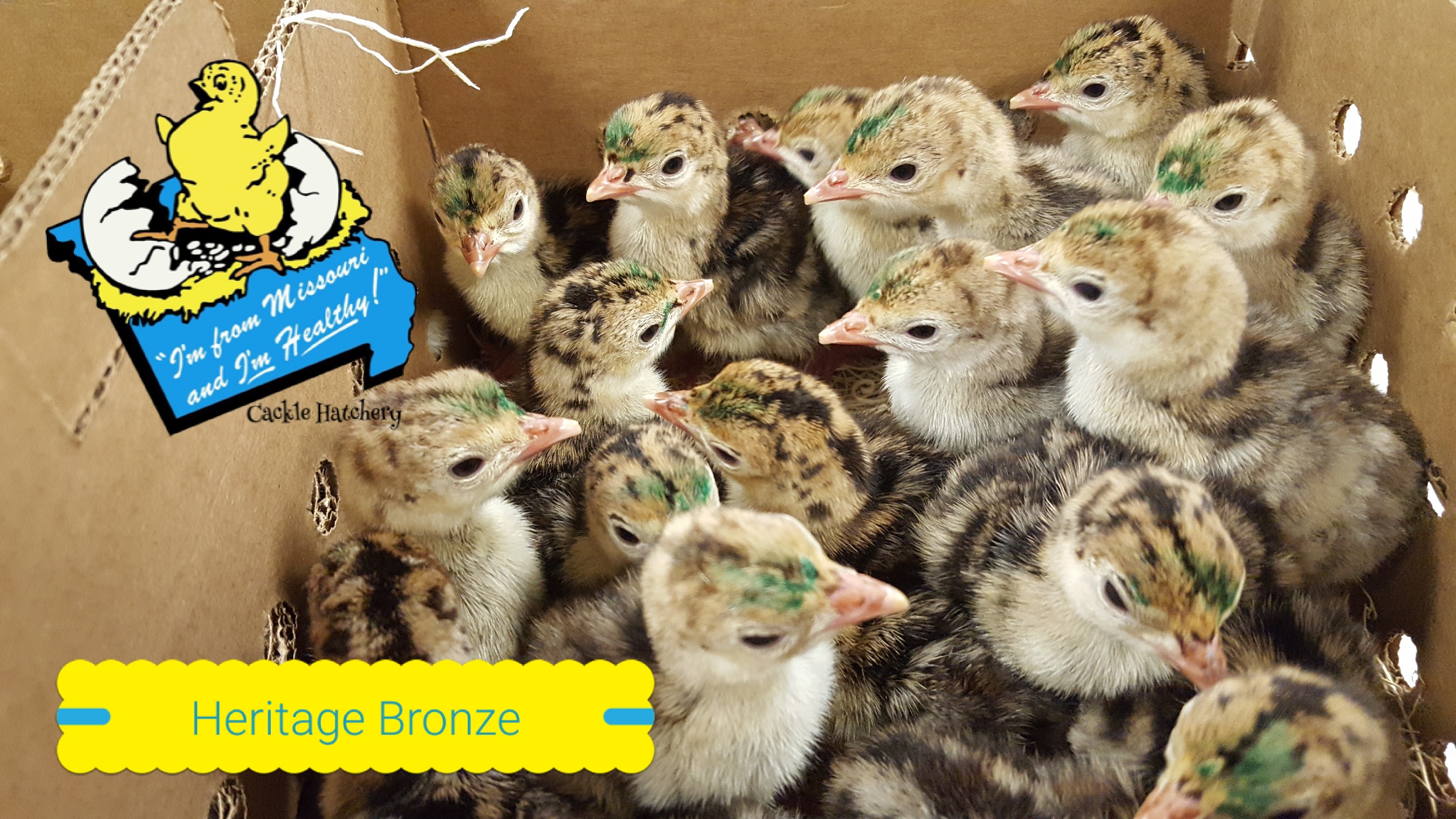 Heritage (Standard) Bronze Turkey Poults | Cackle Hatchery