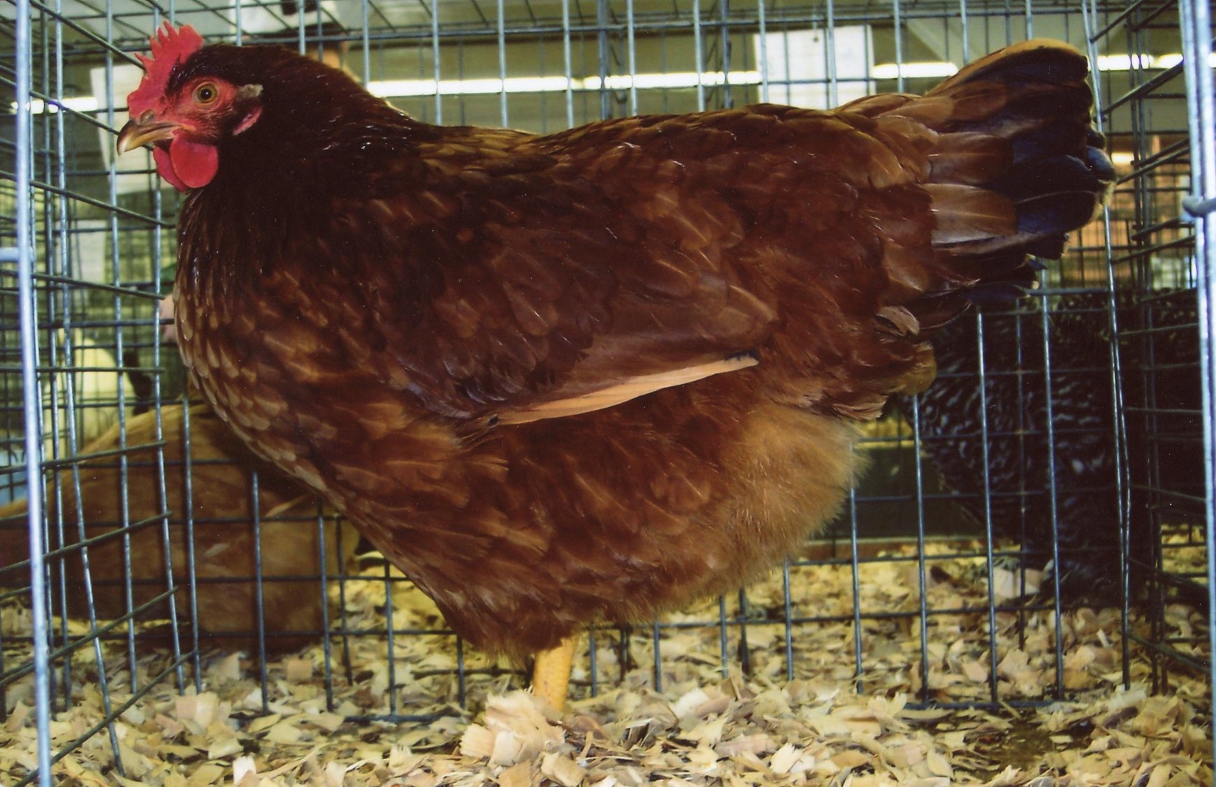 Production Red Chickens - Baby Chicks for Sale | Cackle Hatchery