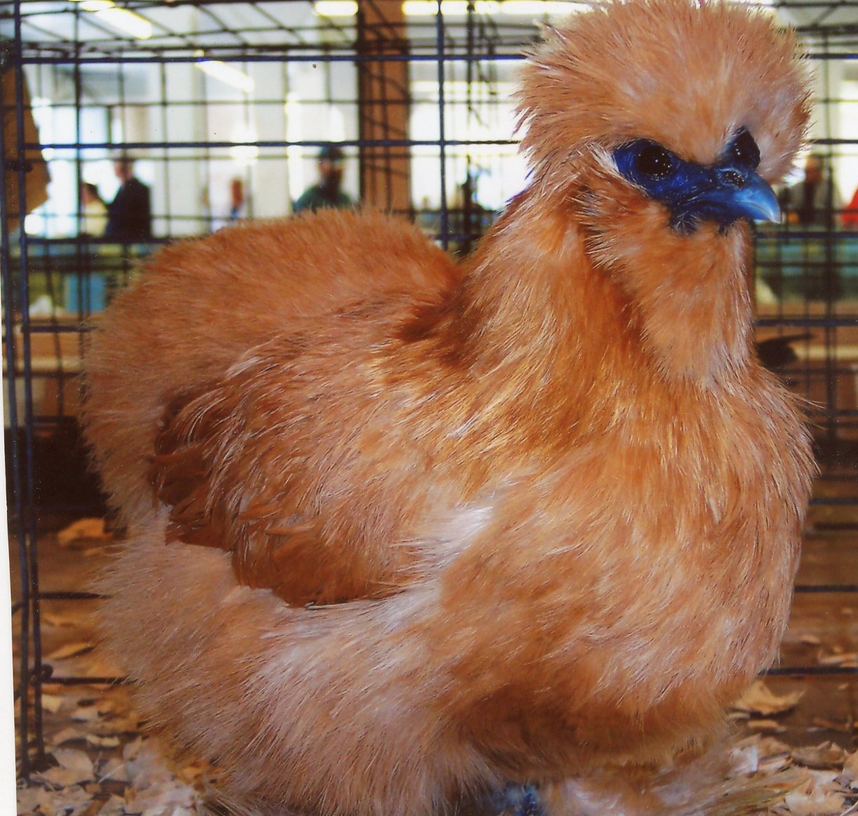 Buff Silkie Bantam Chicks Baby Chickens For Sale Cackle Hatchery