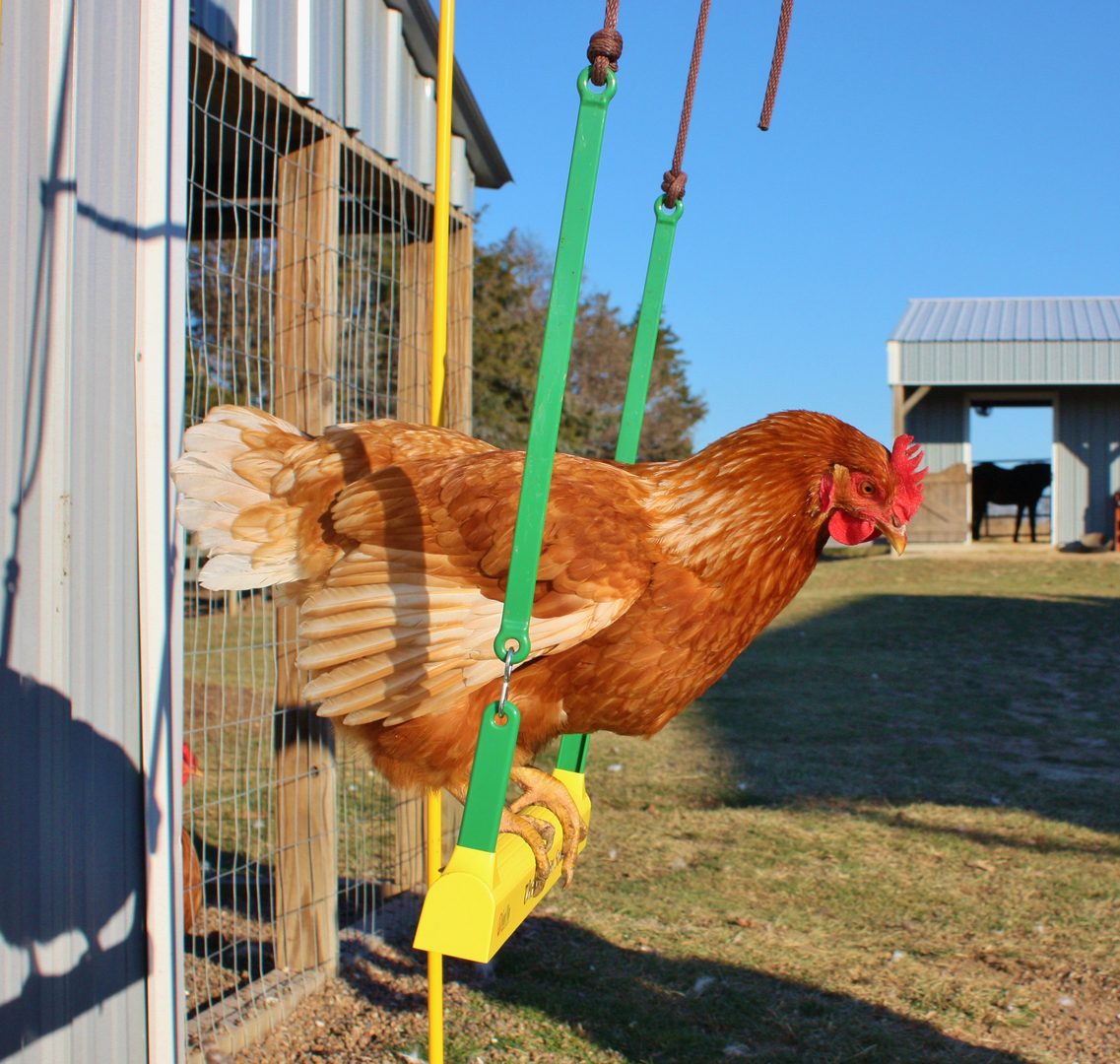 Chicken Swing and Poultry Supplies | Cackle Hatchery