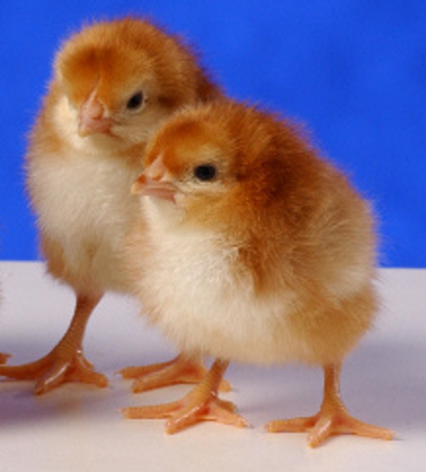 rhode island red chicks        <h3 class=