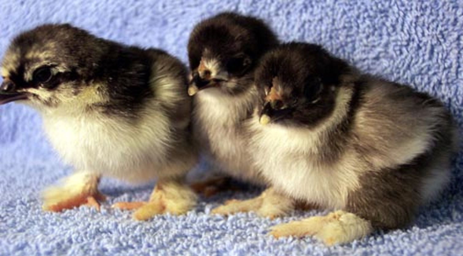 Black Cochin Bantam Chickens For Sale Cackle Hatchery 2348