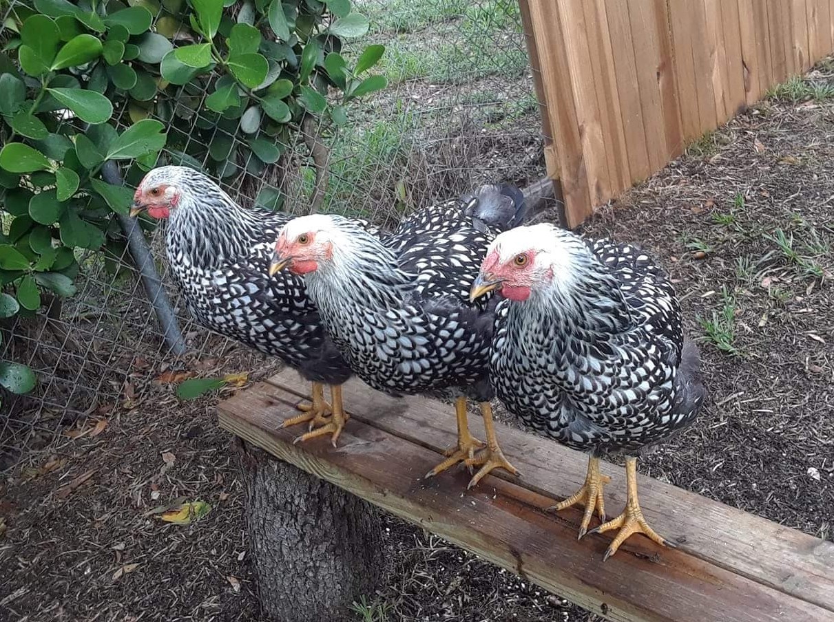 Black Laced Silver Wyandotte Chicken For Sale Cackle
