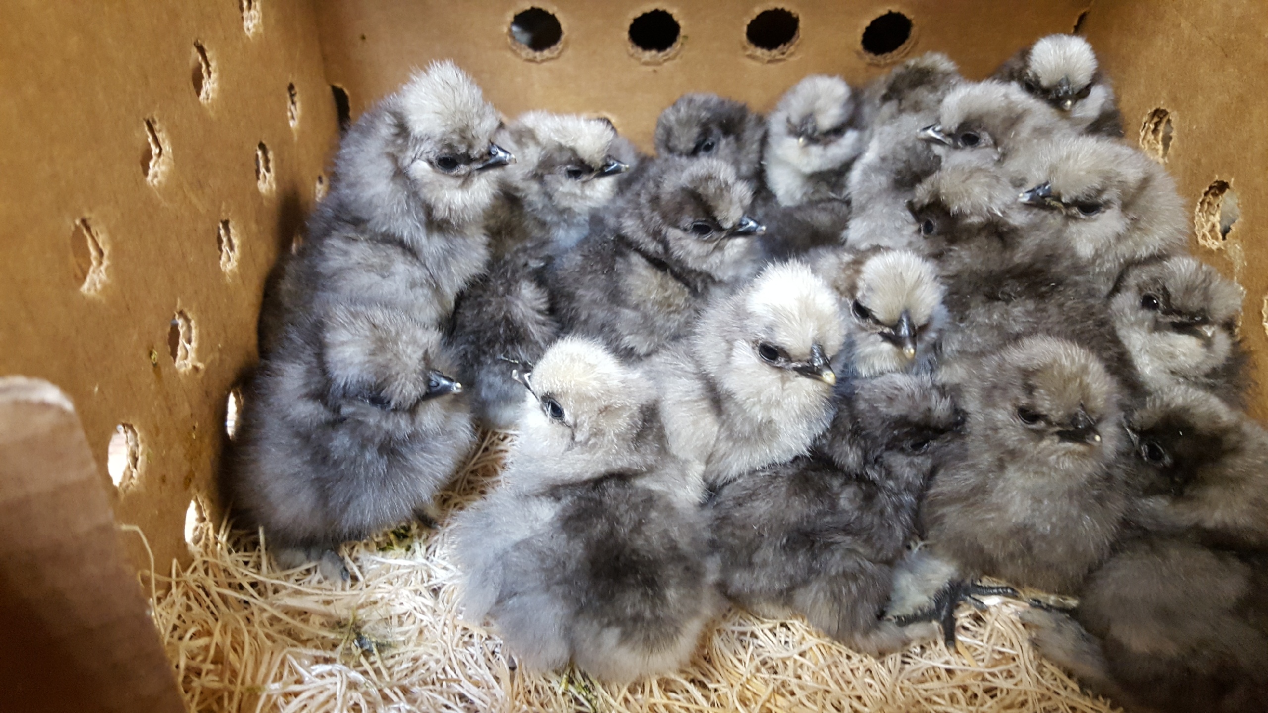 Blue Silkie Bantam Baby Chicks For Sale Cackle Hatchery