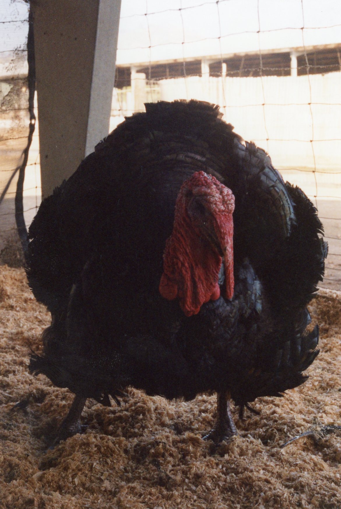 Broad Breasted Bronze Turkey Poults | Cackle Hatchery