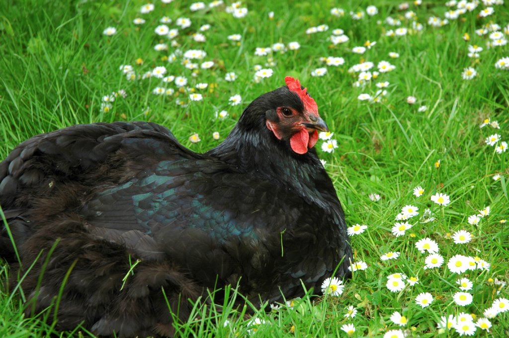 Black Australorp Chickens Chicks For Sale Online Cackle Hatchery 
