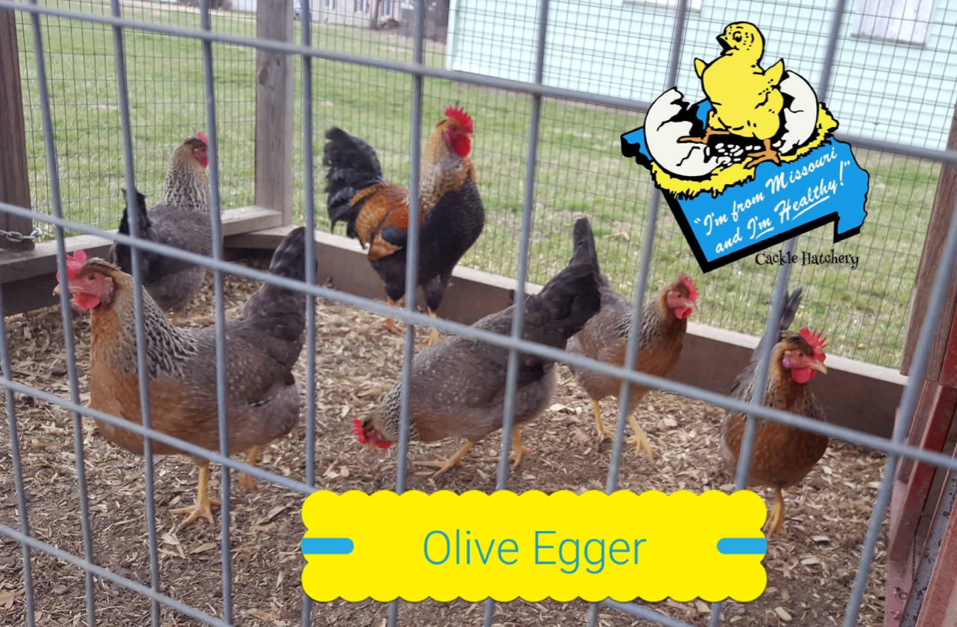 Olive Egger Chickens Chicks For Sale Cackle Hatchery