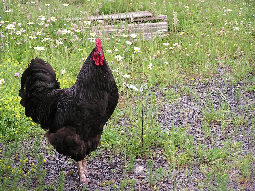 Black Jersey Giant Chickens Baby Chicks for Sale Cackle Hatchery