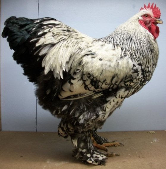 Silver Cochin Standard Chickens for Sale