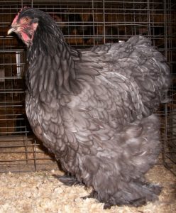 Blue Cochin Standard Baby Chicks for Sale | Cackle Hatchery®