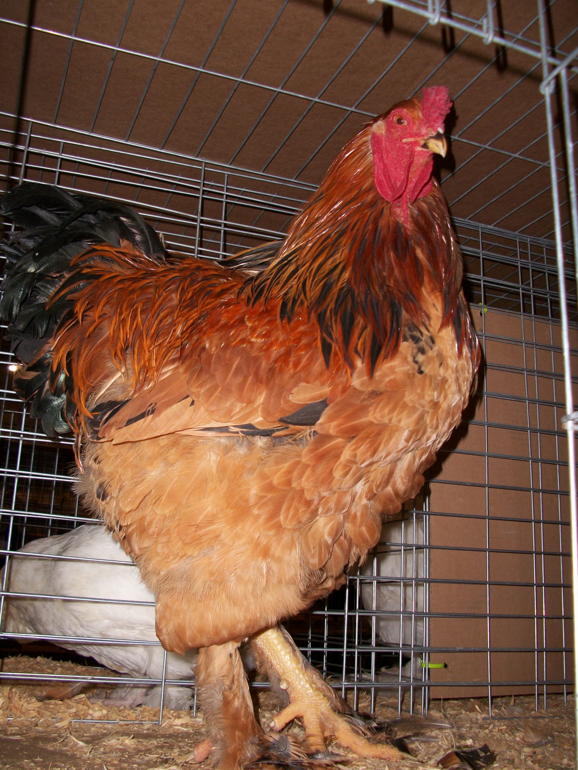 Buff Laced Brahma Trio - 1 year old  BackYard Chickens - Learn How to  Raise Chickens
