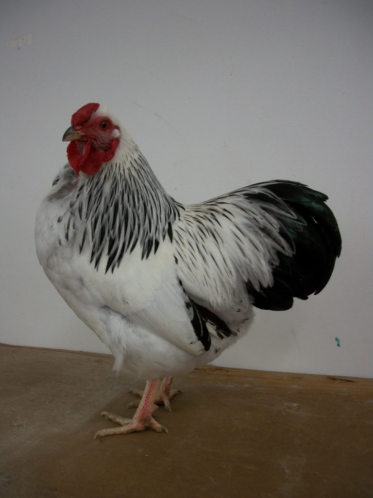 Columbian Wyandotte Bantam Chickens | Cackle Hatchery®