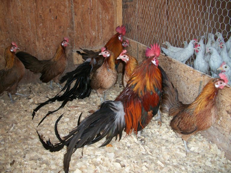 Black Breasted Red Phoenix Bantam Chickens | Cackle Hatchery®