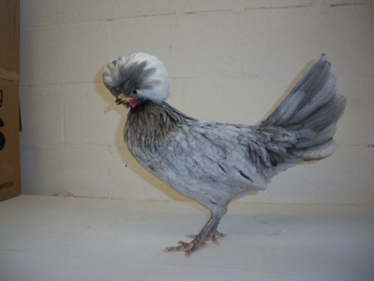 White Crested Blue Polish Chicken for Sale - White Egg Layers | Cackle ...