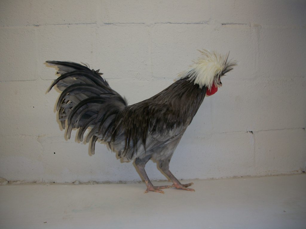 White Crested Blue Polish Chicken for Sale - White Egg Layers | Cackle ...