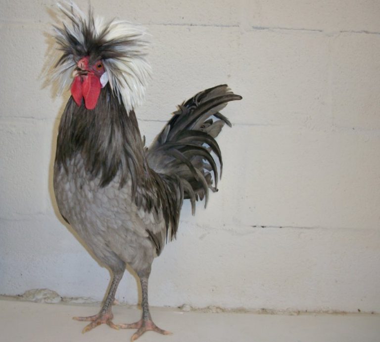 White Crested Blue Polish Chicken for Sale - White Egg Layers | Cackle ...