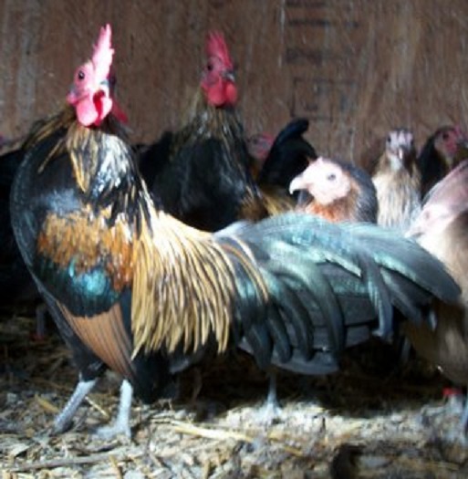 Brassy Old English Bantam Chicks for Sale | Cackle Hatchery®