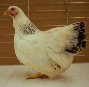 Columbian Rock Bantam Chickens for Sale | Cackle Hatchery®