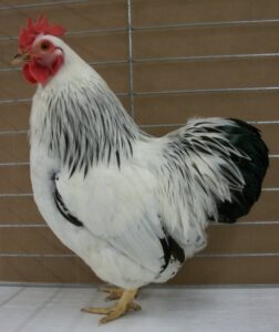 Columbian Rock Bantam Chickens for Sale | Cackle Hatchery®