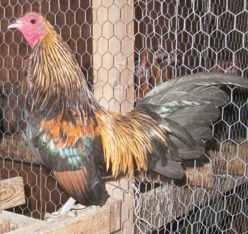 Brassy Old English Bantam Chicks for Sale Cackle Hatchery®