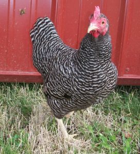 Barred Rock Bantam Chickens for Sale | Cackle Hatchery®