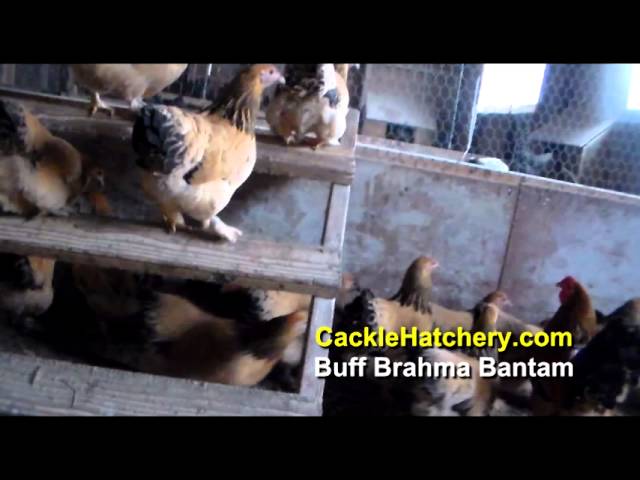 Brahma Bantam  Newland Poultry