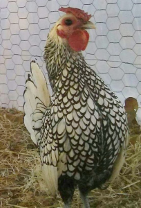 Silver Sebright Bantam Chicks for Sale | Cackle Hatchery®