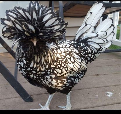 Silver Laced Polish Chicks For Sale - Valley Hatchery