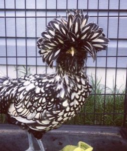 Silver Laced Polish Chicken - Baby Chicks for Sale | Cackle Hatchery®