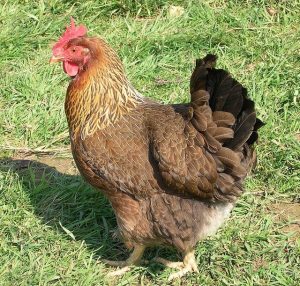 Welsummer Chickens - Baby Chicks for Sale | Cackle Hatchery®