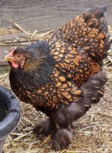 Golden Laced Cochin Standard - Baby Chicks | Cackle Hatchery®