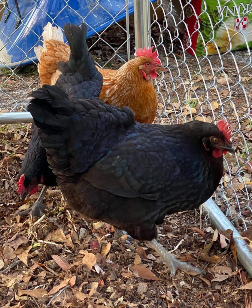 City Town Pullet Special - 3 Chicks | Cackle Hatchery®