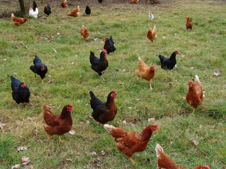 4 Breed Heavy Pullet Hatchery Special | Cackle Hatchery®