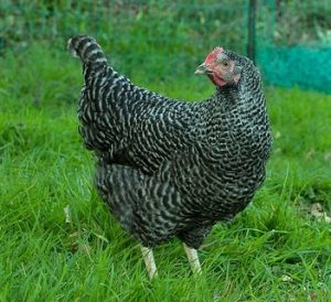 Cuckoo Maran Chickens For Sale | Dark Brown Egg Layers | Cackle Hatchery®