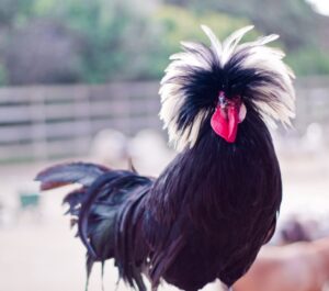 White Crested Black Polish Chickens - White Egg Layers | Cackle Hatchery®