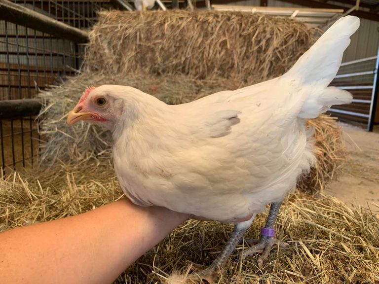 Austra White White Egg Laying Chickens For Sale Cackle Hatchery®