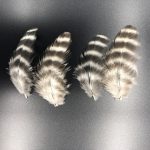 Barred Rock Bantam Chickens for Sale | Cackle Hatchery®