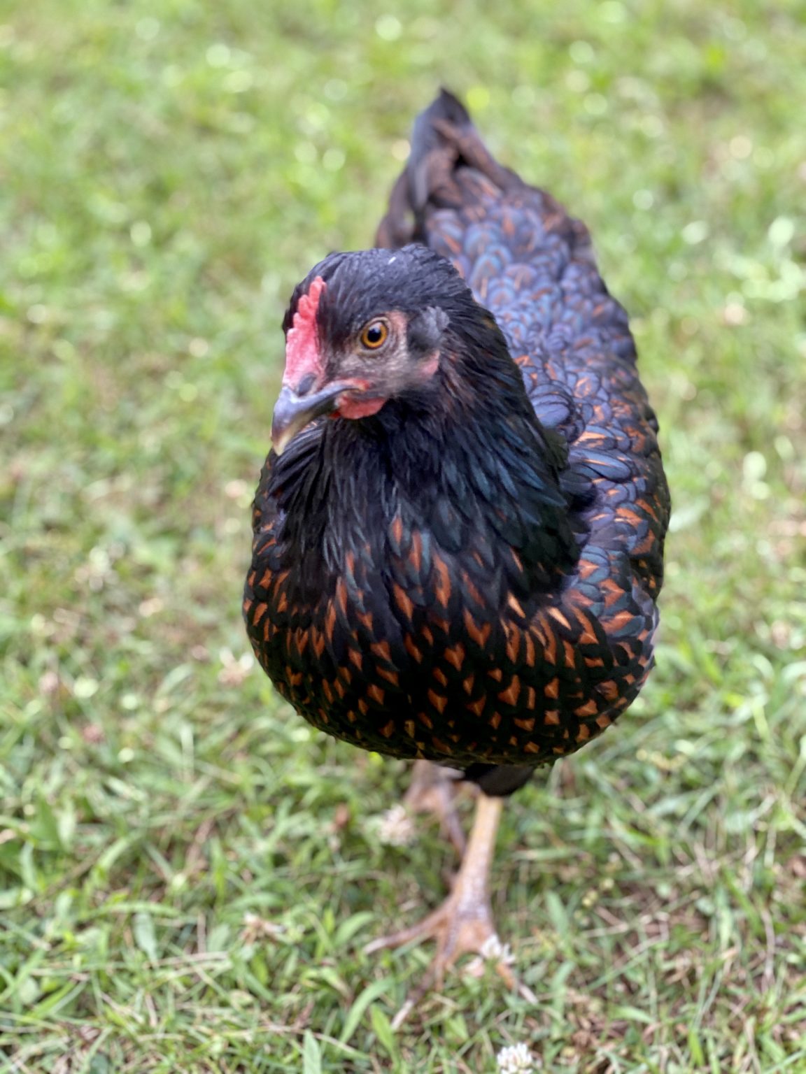 Barnevelder Dark Brown Egg Laying Chicks | Cackle Hatchery®