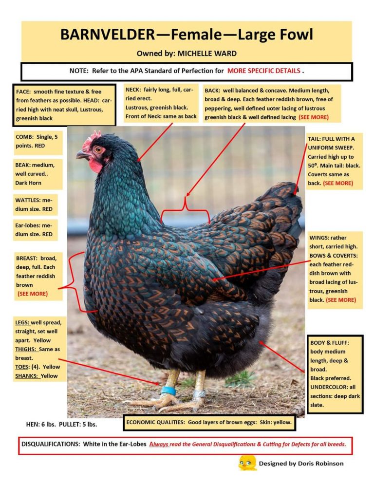 Barnevelder Dark Brown Egg Laying Chicks | Cackle Hatchery®