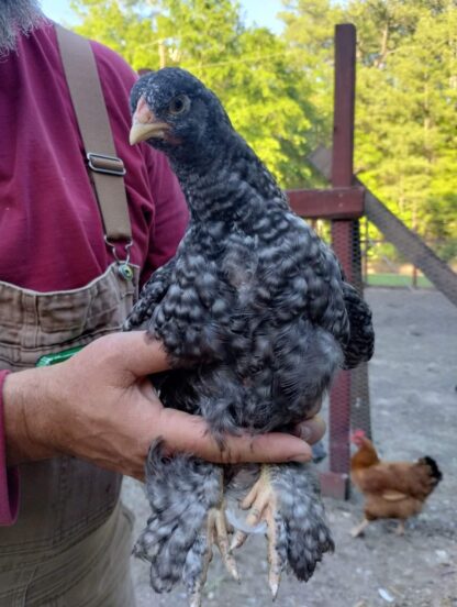 Barred Cochin Standard