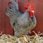 Barred Rock Rooster