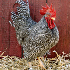 Barred Rock Rooster