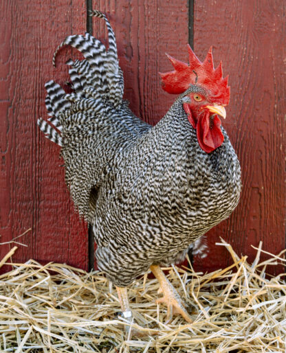 Barred Rock Rooster