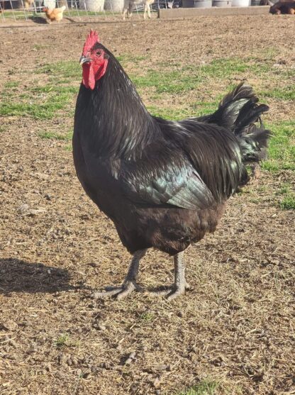 Black Australorp